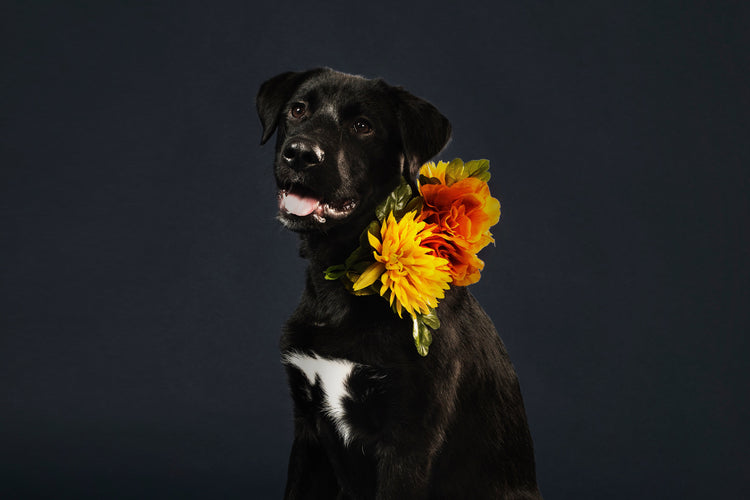 Dogs